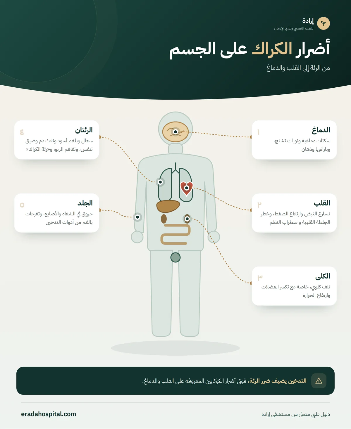 إنفوجرافيك أضرار الكراك على الجسم: الرئتان، القلب، الدماغ، الكلى، الجلد
