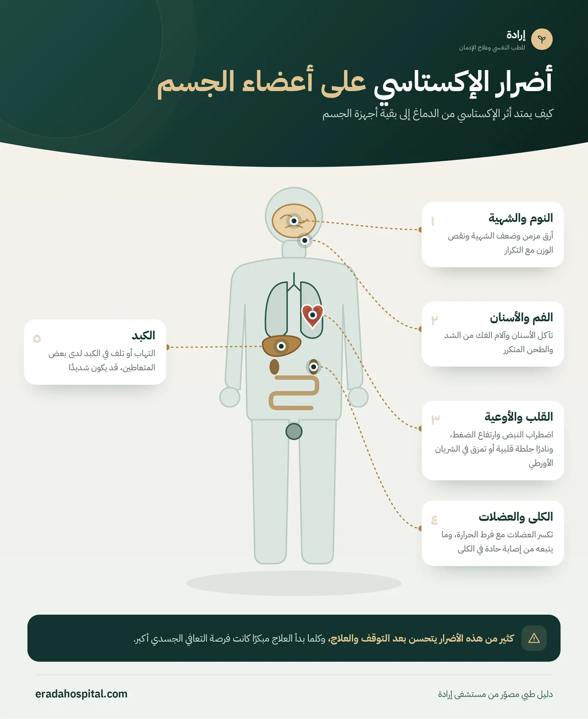 إنفوجرافيك خريطة جسم الإنسان يوضح أضرار الإكستاسي على أعضاء الجسم: القلب والأوعية، الكبد، الكلى والعضلات، الفم والأسنان، النوم والشهية