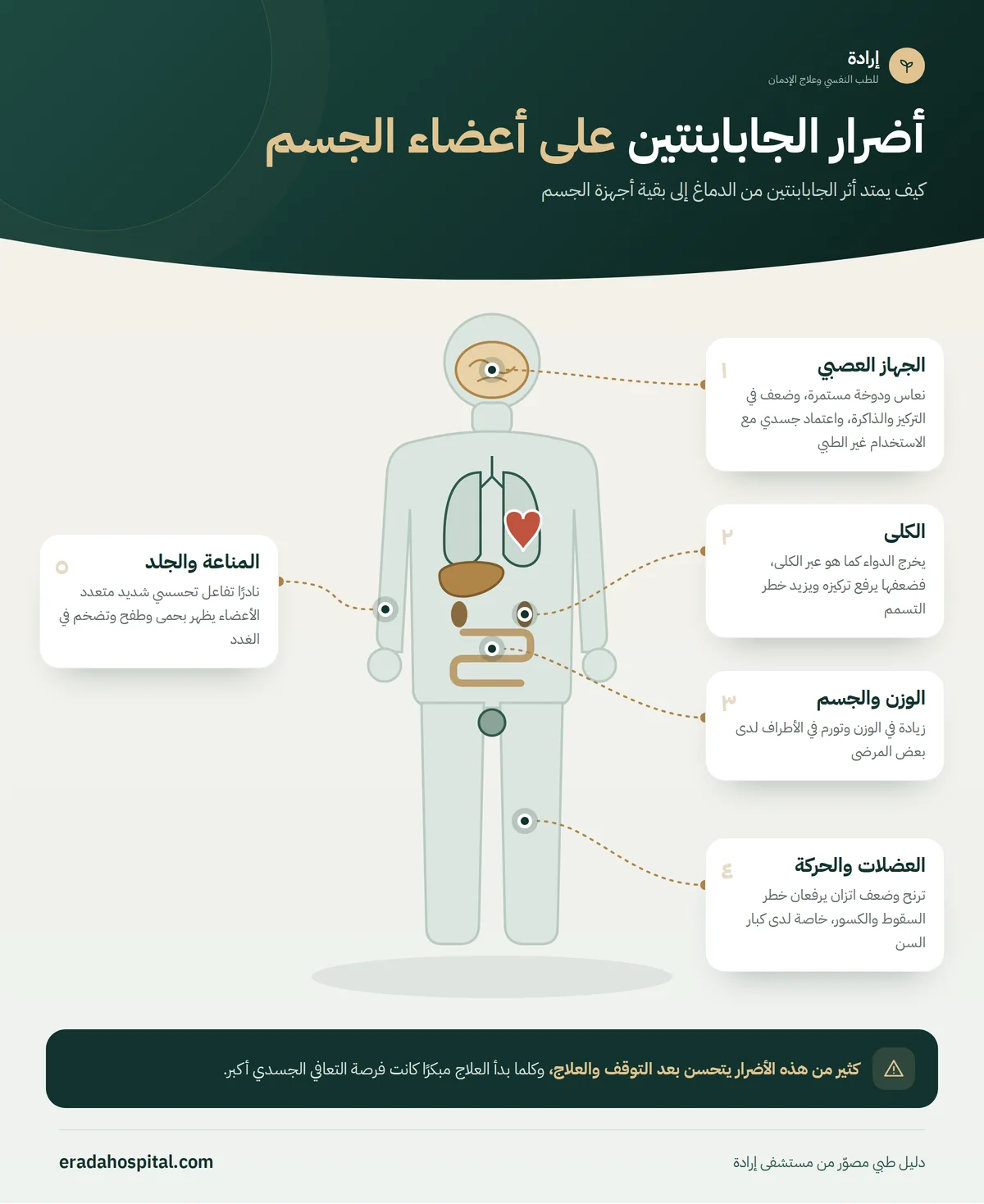 إنفوجرافيك خريطة جسم الإنسان يوضح أضرار الجابابنتين على أعضاء الجسم: الجهاز العصبي، الكلى، العضلات والحركة، الوزن والجسم، المناعة والجلد