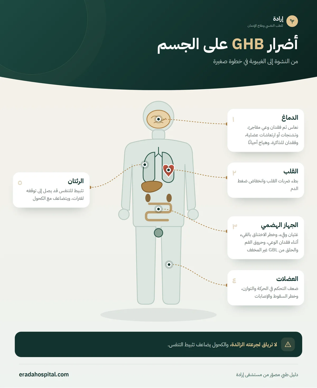 إنفوجرافيك أضرار GHB على الجسم: الدماغ، الرئتان، القلب، الجهاز الهضمي، العضلات