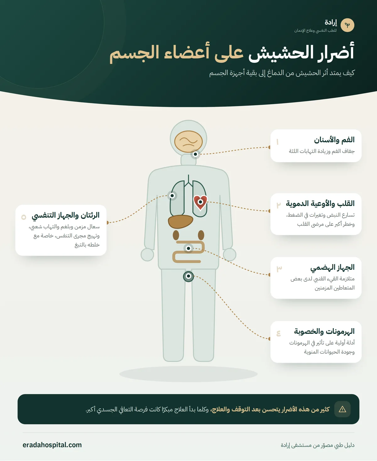 إنفوجرافيك خريطة جسم الإنسان يوضح أضرار الحشيش على أعضاء الجسم: الرئتان والجهاز التنفسي، القلب والأوعية الدموية، الجهاز الهضمي، الفم والأسنان، الهرمونات والخصوبة