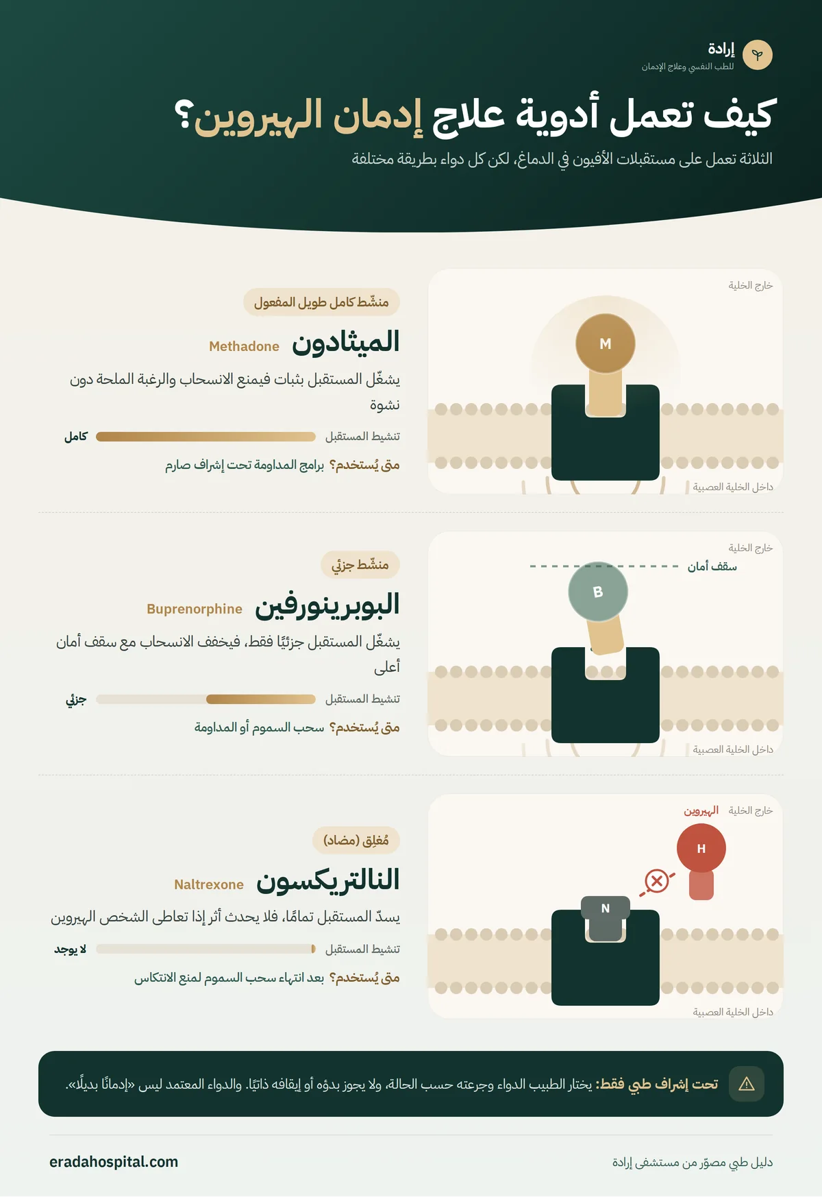 إنفوجرافيك يوضح كيف تعمل أدوية علاج إدمان الهيروين على مستقبلات الأفيون: الميثادون منشّط كامل، والبوبرينورفين منشّط جزئي بسقف أمان، والنالتريكسون يغلق المستقبل فيمنع أثر الهيروين