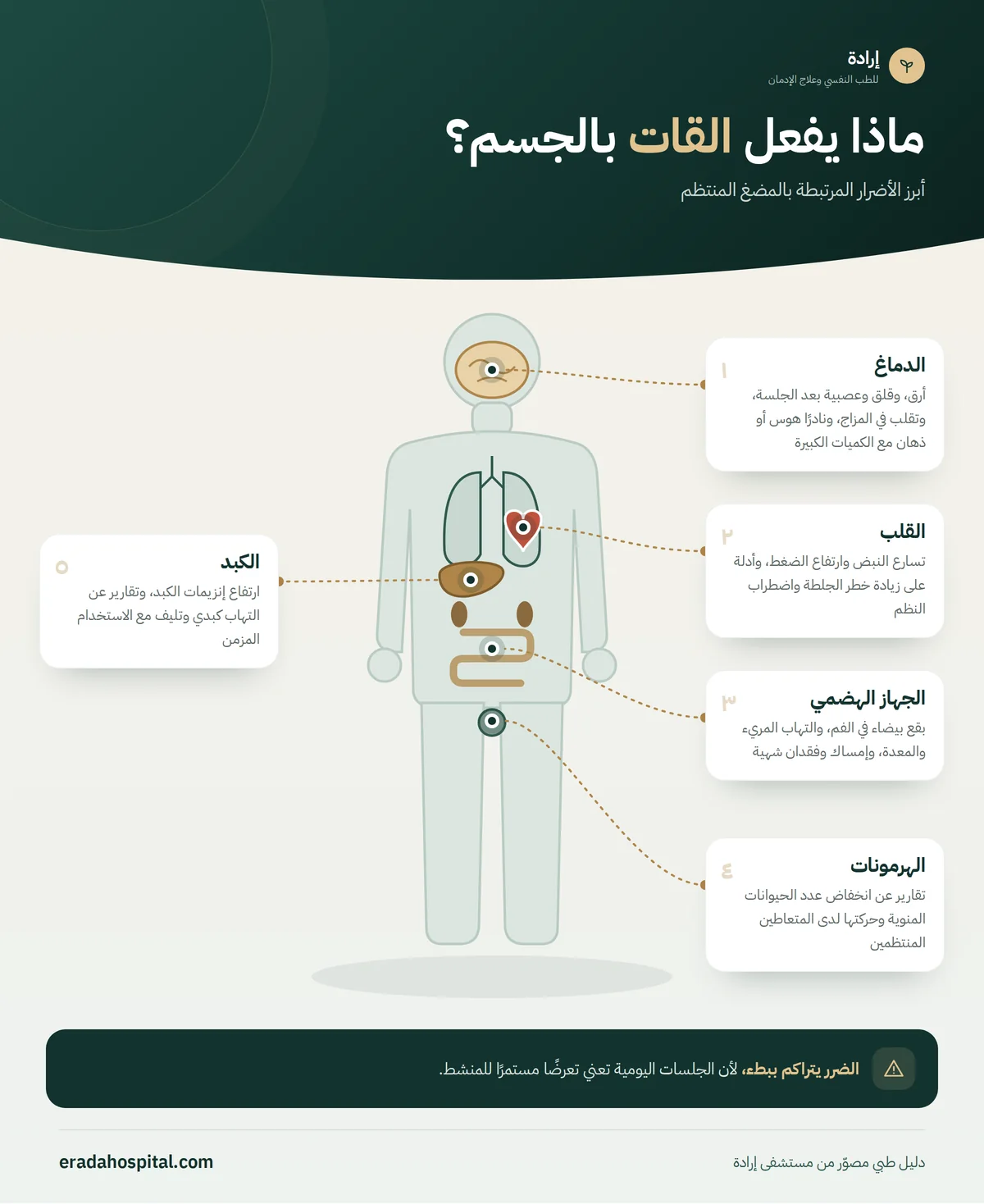 إنفوجرافيك ماذا يفعل القات بالجسم؟: الدماغ، القلب، الجهاز الهضمي، الكبد، الهرمونات