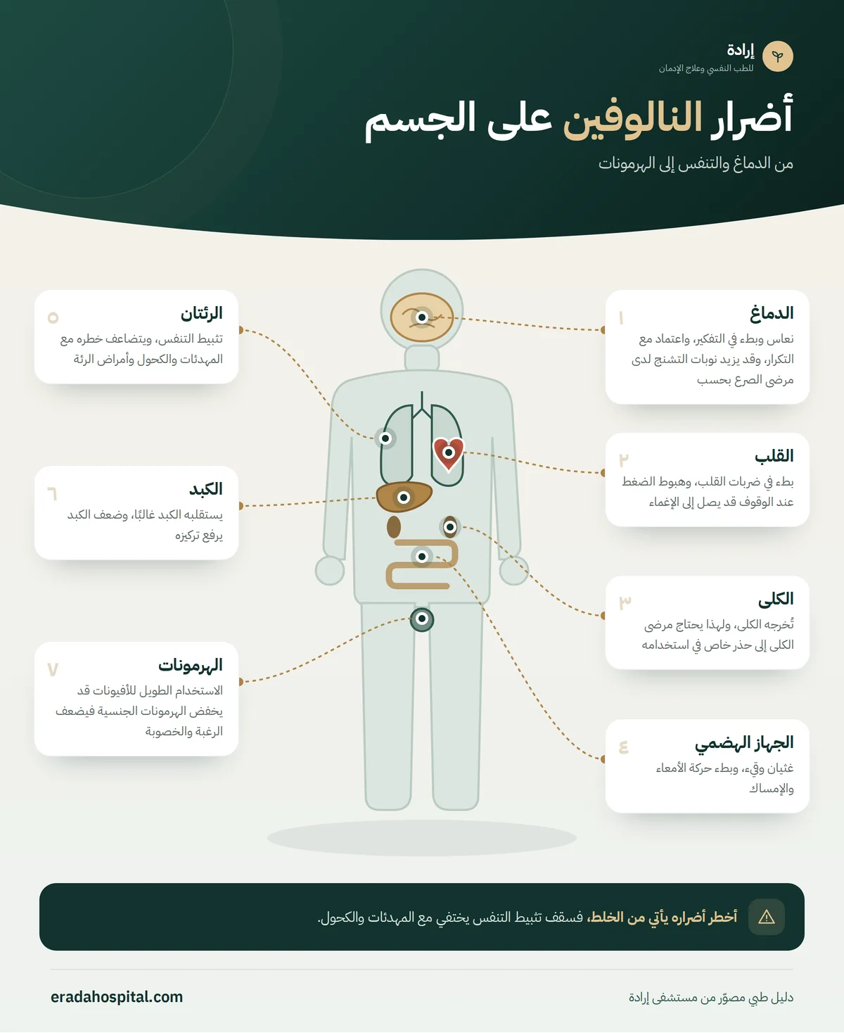 إنفوجرافيك أضرار النالوفين على الجسم: الدماغ، الرئتان، القلب، الجهاز الهضمي، الهرمونات، الكبد، الكلى
