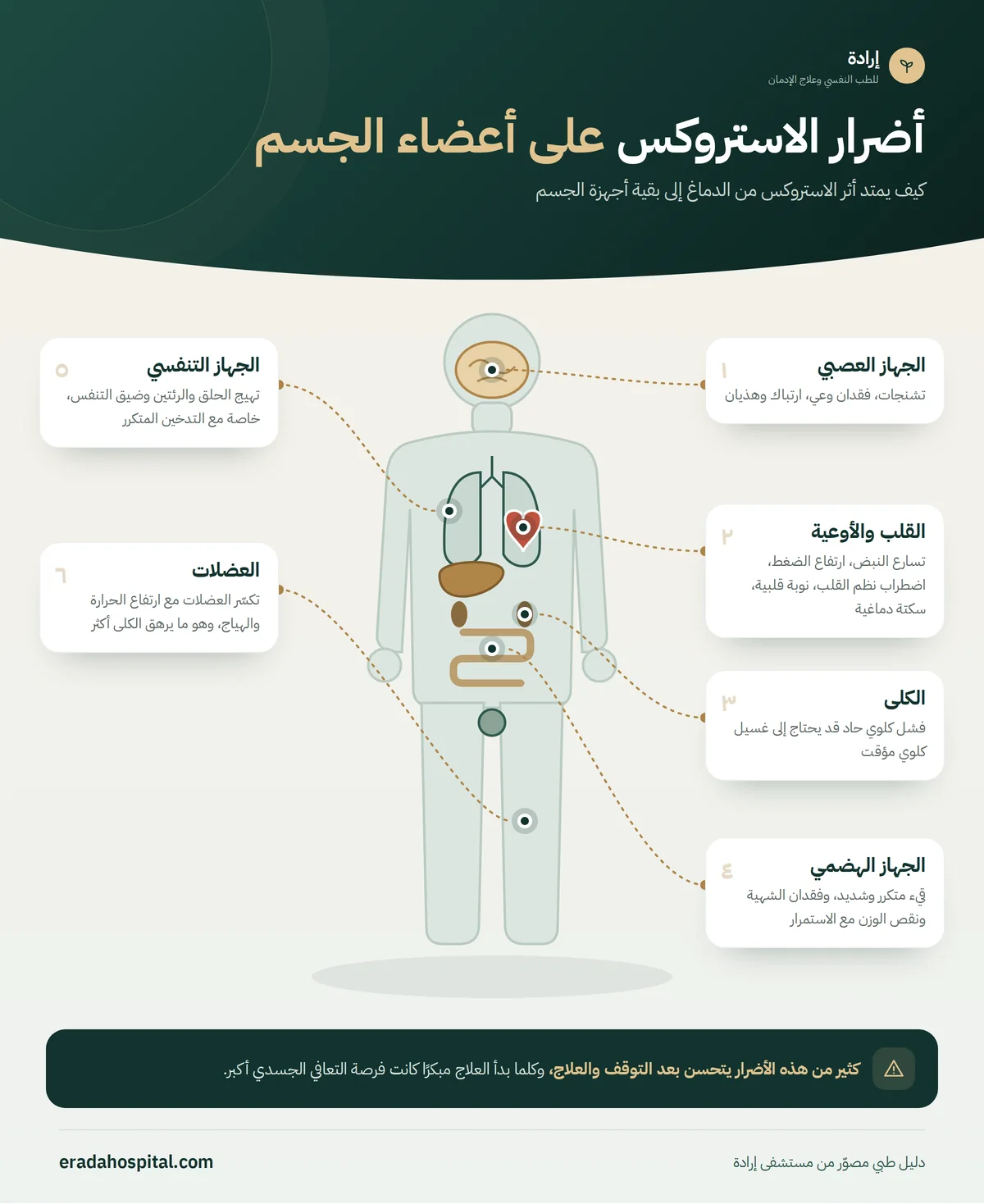 إنفوجرافيك خريطة جسم الإنسان يوضح أضرار الاستروكس على أعضاء الجسم: القلب والأوعية، الكلى، الجهاز العصبي، العضلات، الجهاز الهضمي، الجهاز التنفسي